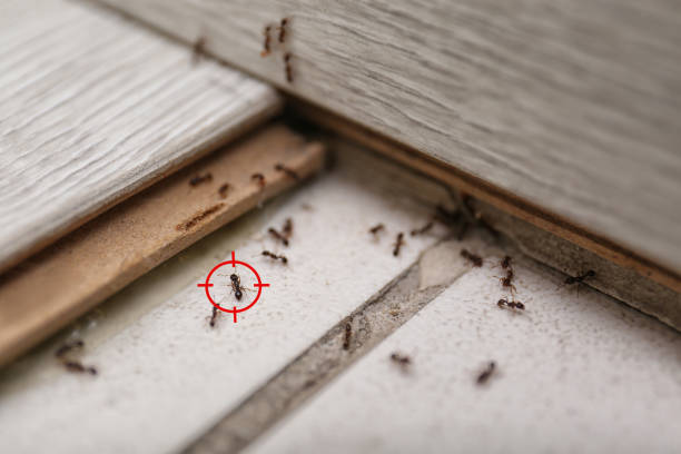 Insect Control in Manatee Road, FL