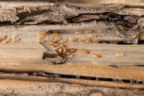 Best Cockroach Control Services  in Manatee Road, FL
